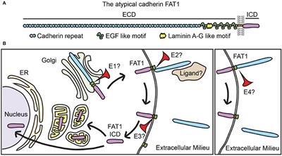 The Atypical Cadherin FAT1 Limits Mitochondrial Respiration and Proliferation of Vascular Smooth Muscle Cells